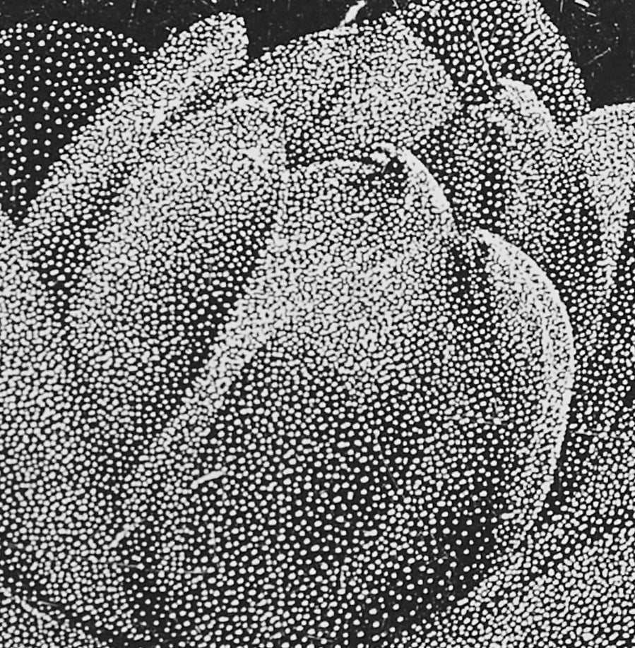Olesya Dzhurayeva – The Lotus, 2026 (Detail)
