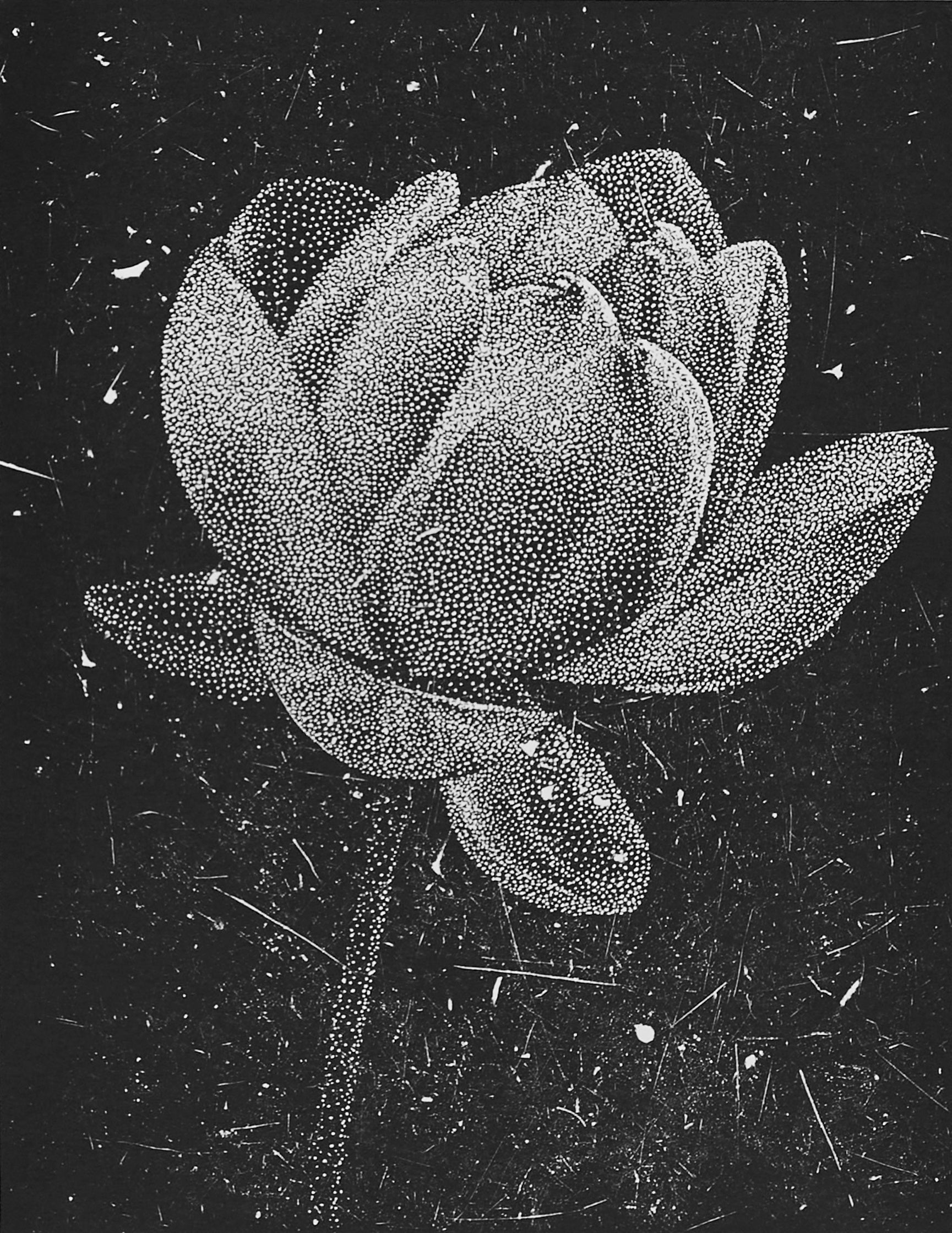 Olesya Dzhurayeva – The Lotus, 2026 by Olesya Dzhurayeva