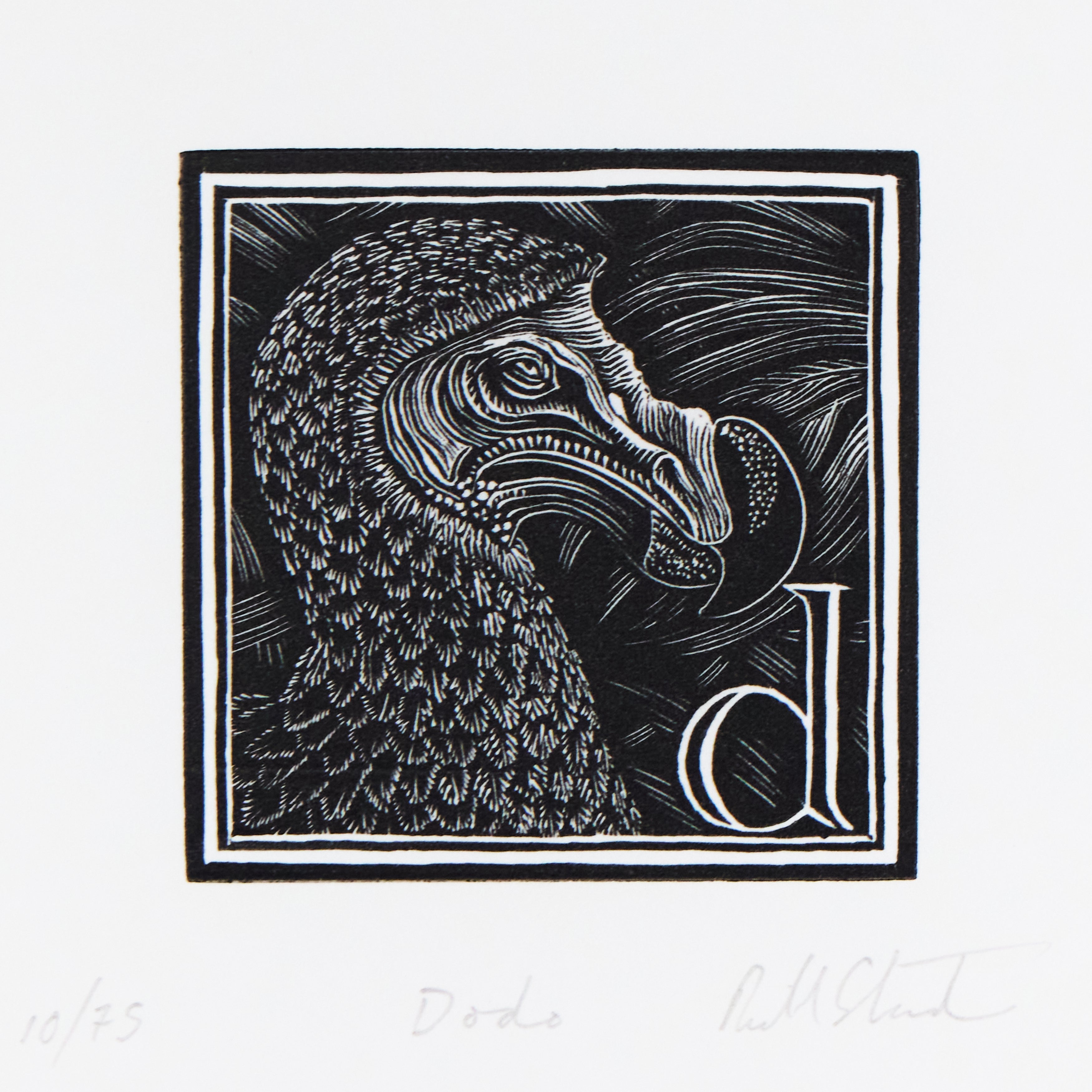 Richard Studer, Richard Studer – D – Dodo