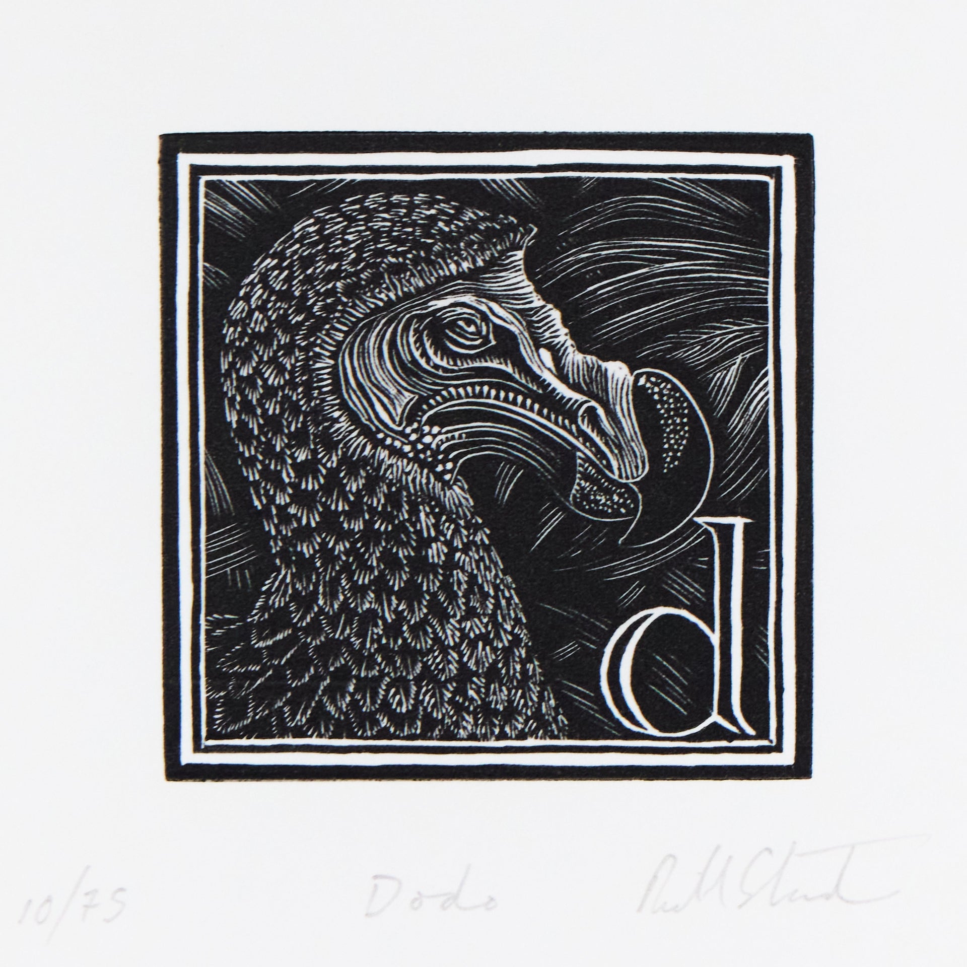 Dodo-Kopf im Profil mit gebogenem Schnabel und gefiedertem Hals, daneben Initiale d. Holzschnitt "D – Dodo" von Richard Studer.
