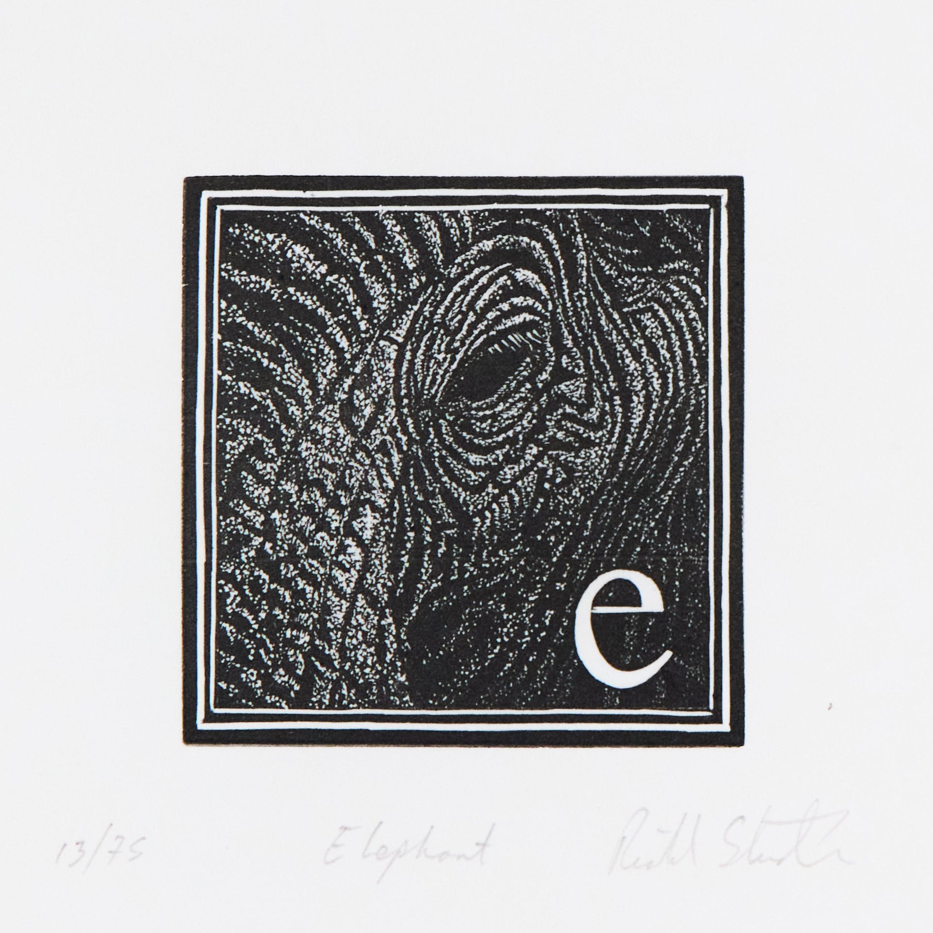 Detailansicht eines Elefantenkopfes mit faltiger Haut und Auge, daneben Initiale e. Holzschnitt "E – Elephant" von Richard Studer.