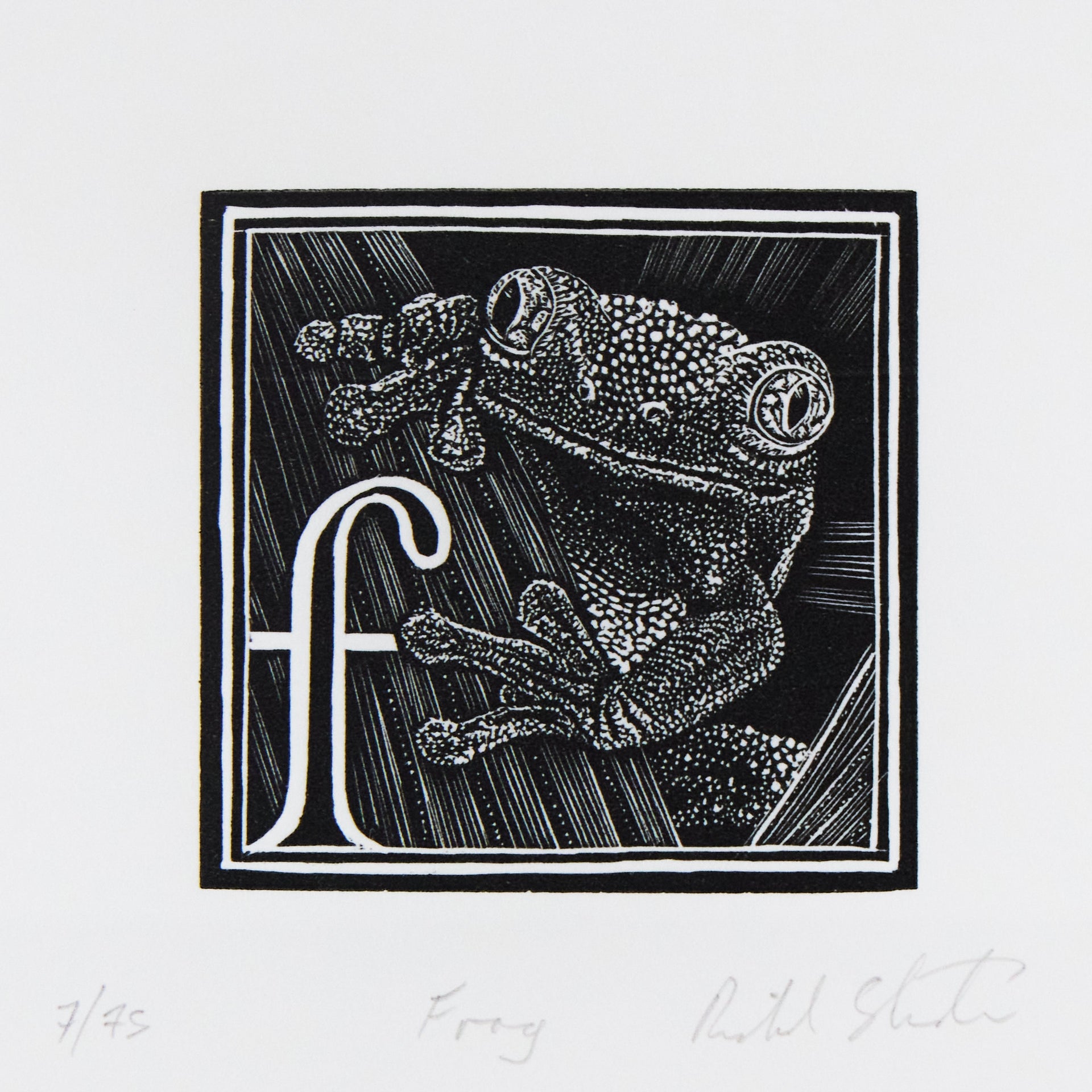 Frosch von oben mit großen Augen und gespreizten Beinen, daneben Initiale f. Holzschnitt "F – Frog" von Richard Studer.