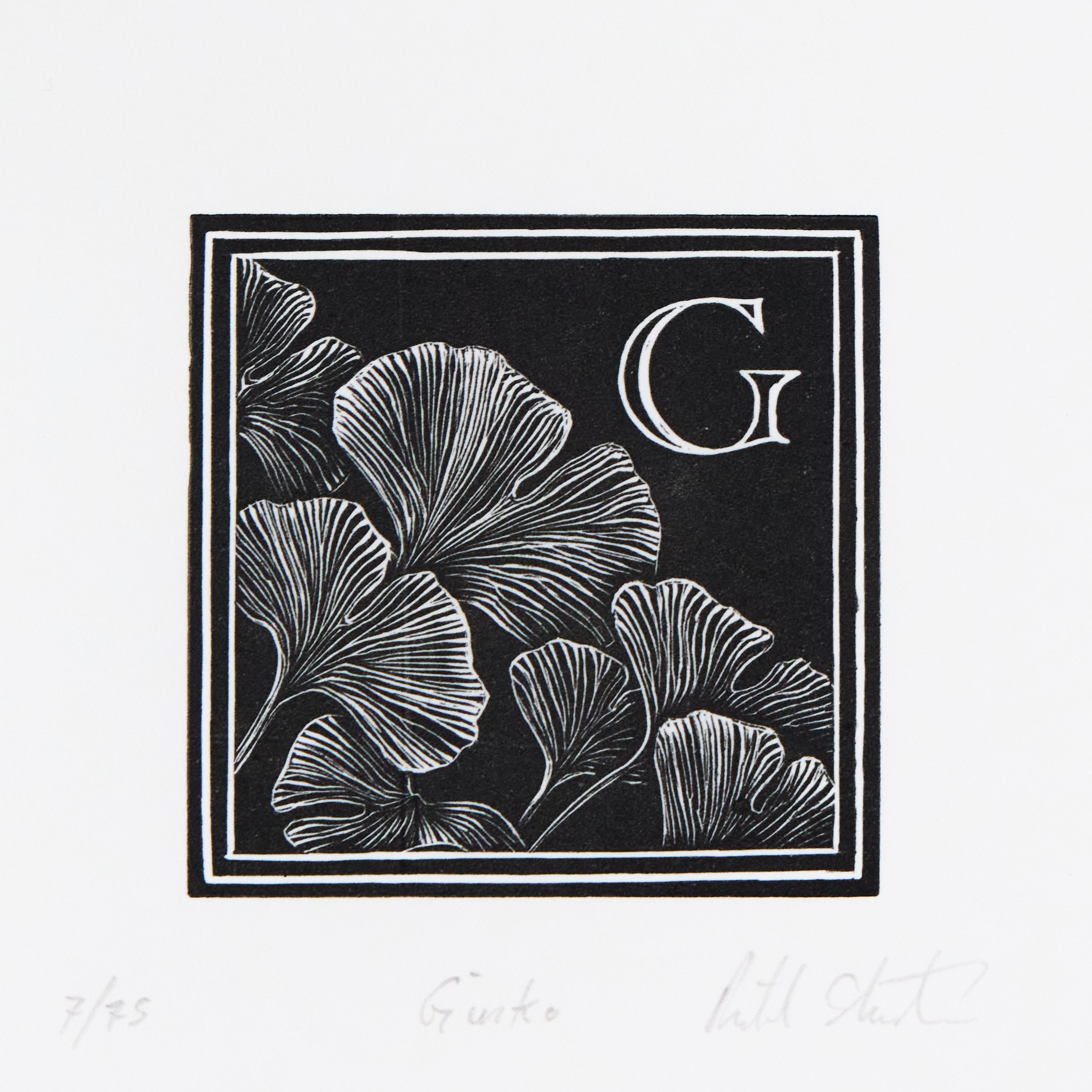 Richard Studer, Richard Studer – G – Ginko
