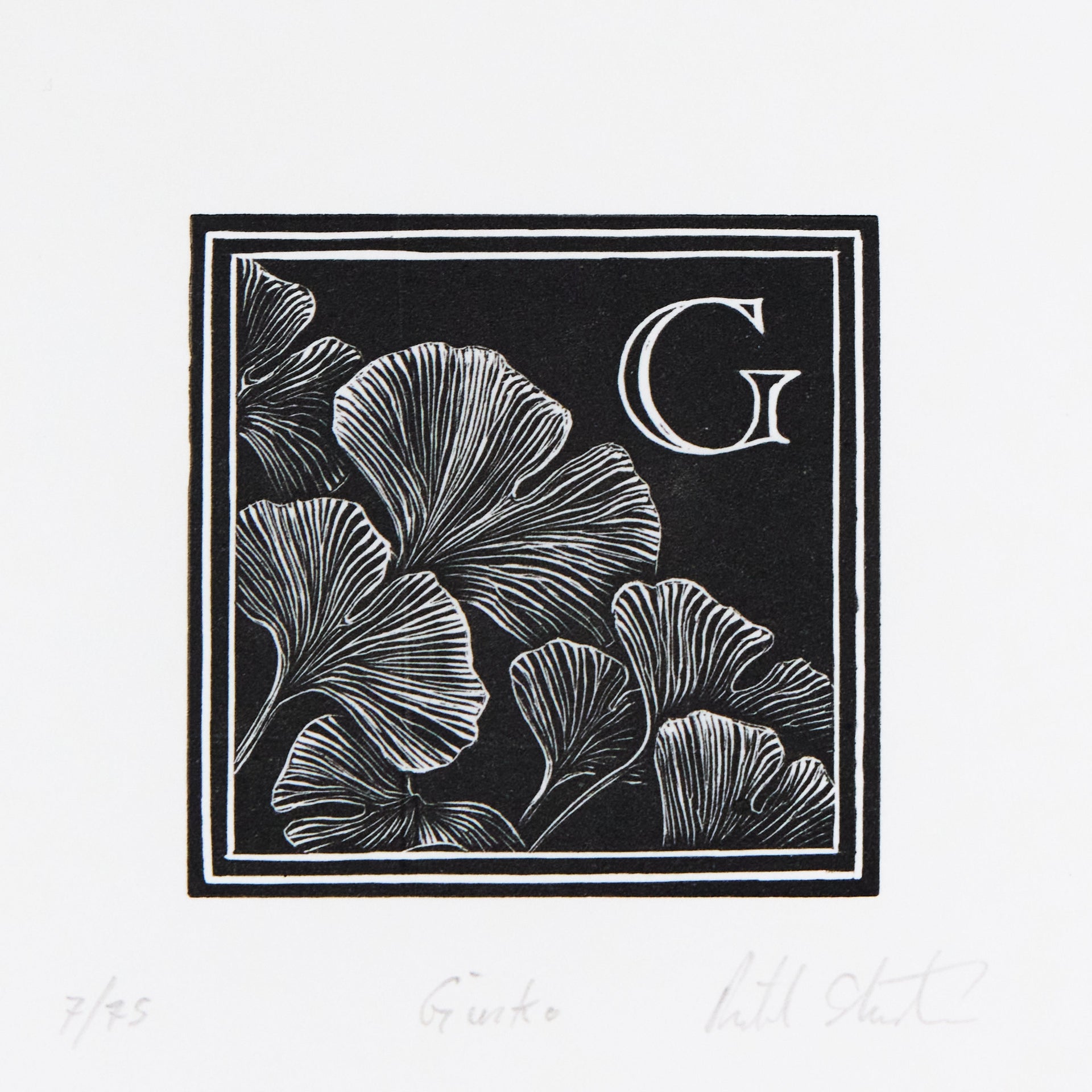Ginkgoblätter mit ausgeprägter Fächerstruktur in einer quadratischen Rahmung mit Initiale G. Holzschnitt "G – Ginko" von Richard Studer.