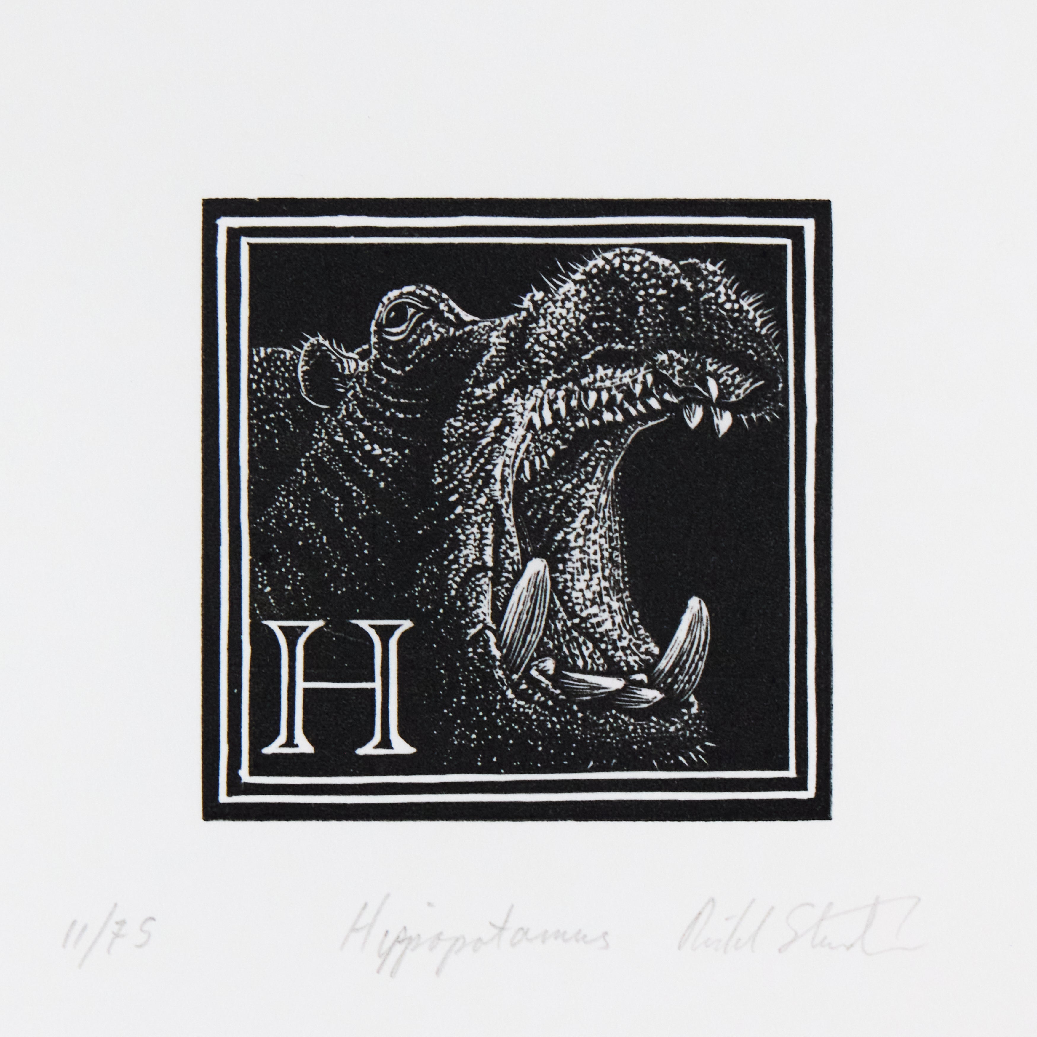 Richard Studer, Richard Studer – H – Hippopotamus