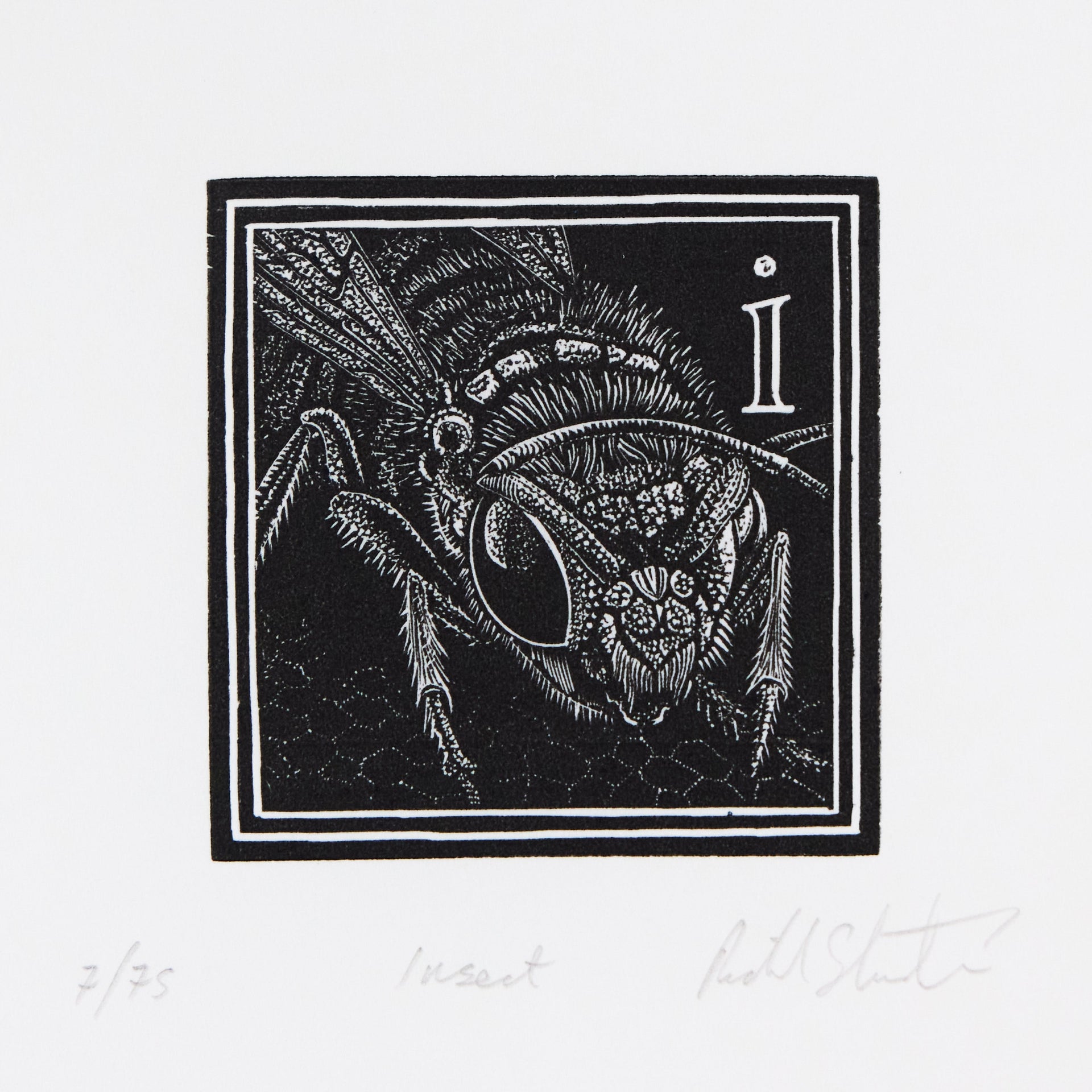 Insektenkopf mit großem Facettenauge im Profil neben Initiale i, in quadratischer Rahmung. Holzschnitt "I – Insect" von Richard Studer.