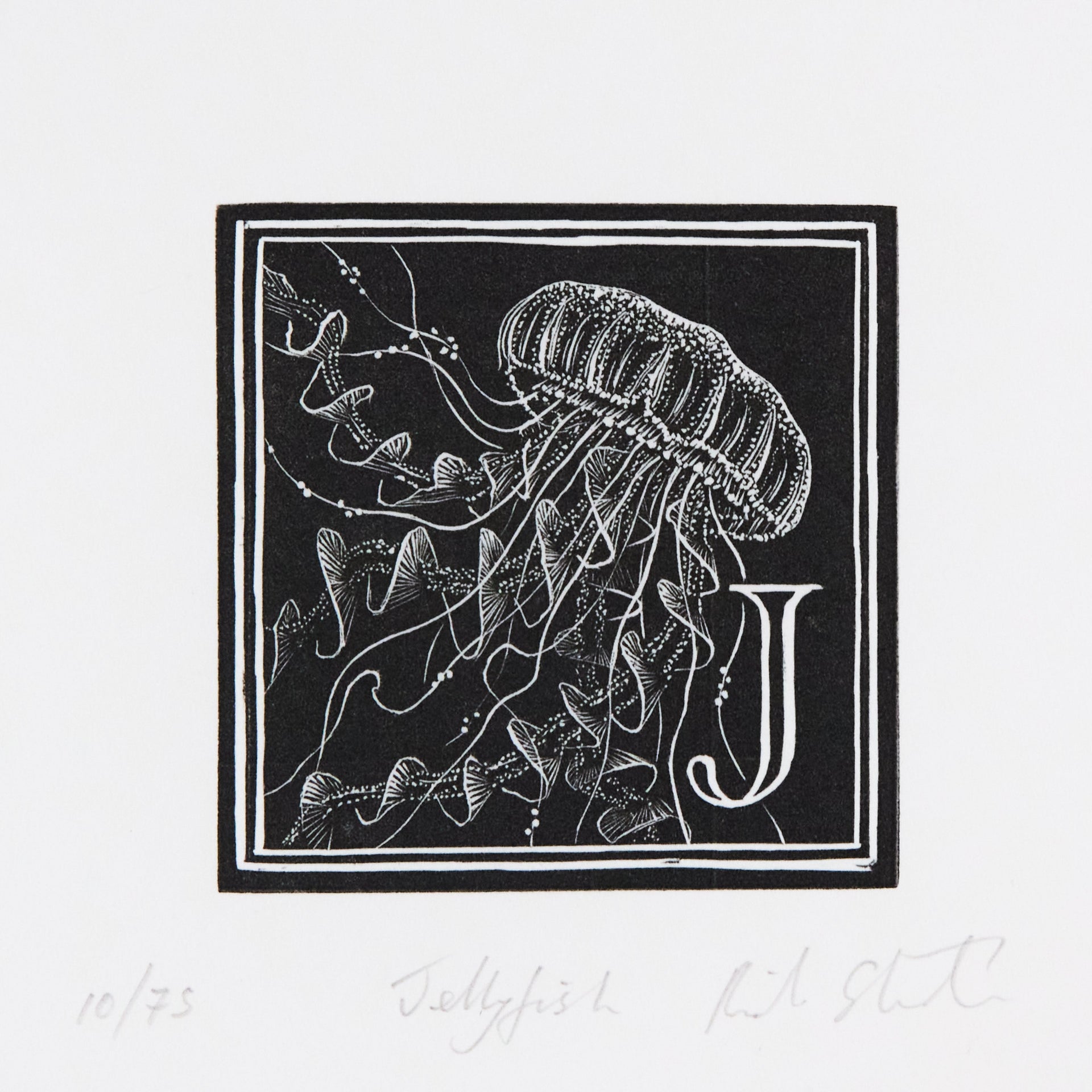 Qualle mit gestreiftem Schirm und herabhängenden Tentakeln, daneben Initiale J. Holzschnitt "J – Jellyfish" von Richard Studer.