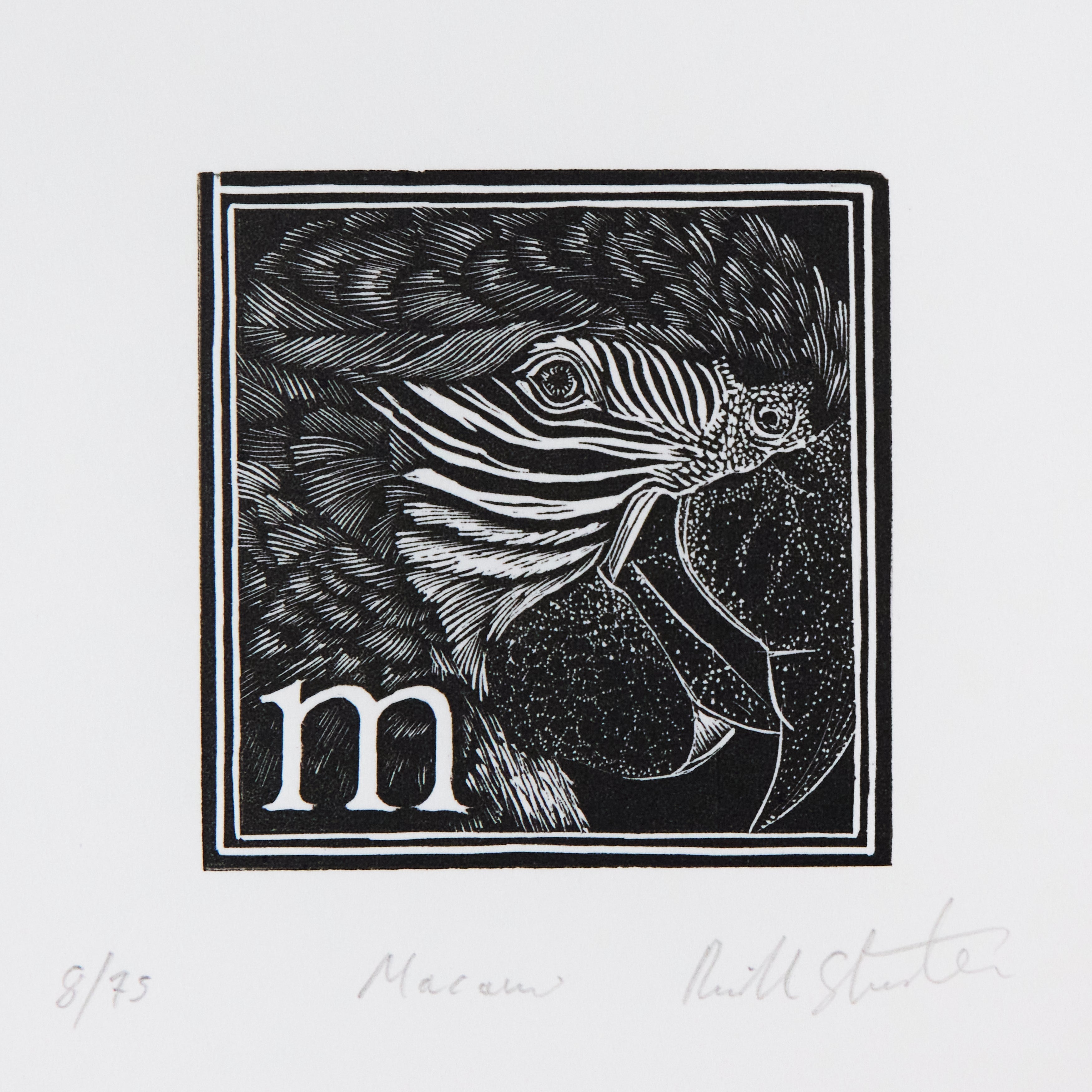 Richard Studer, Richard Studer – M – Macaw