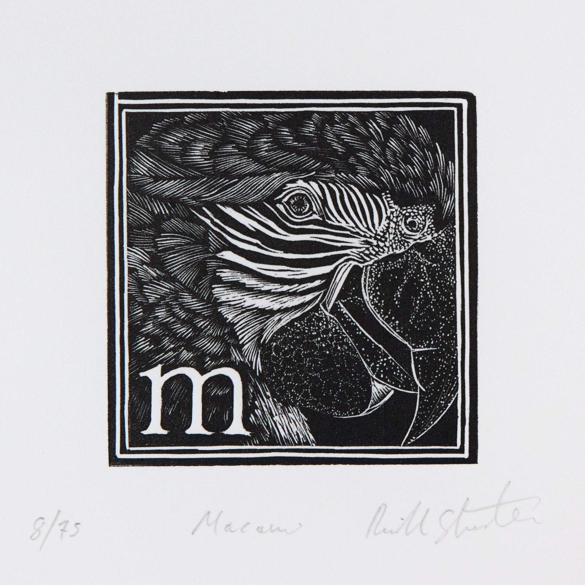 Aras-Kopf im Profil mit gekrümmtem Schnabel neben Initiale m, in quadratischer Rahmung. Holzschnitt "M – Macaw" von Richard Studer.