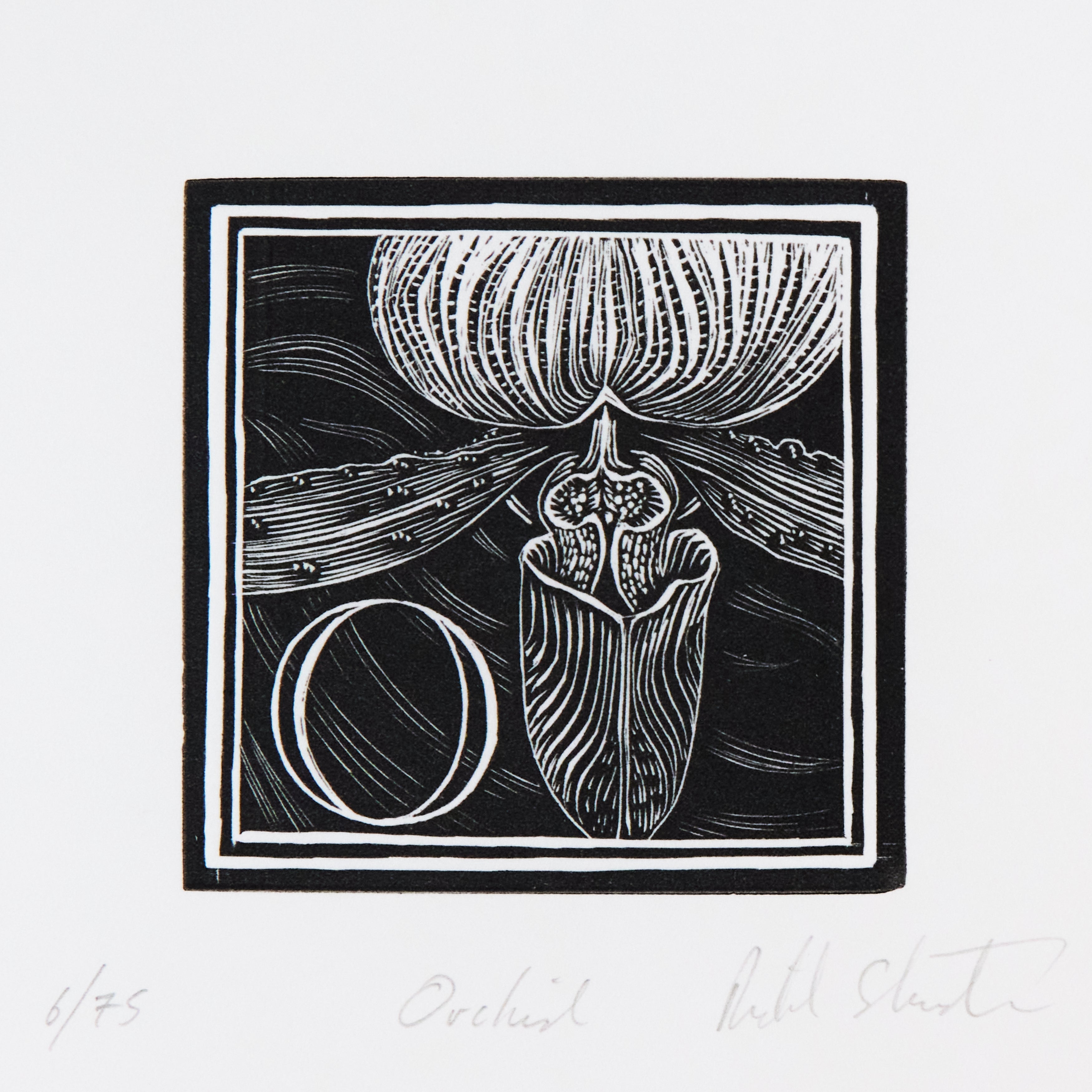 Richard Studer, Richard Studer – O – Orchid