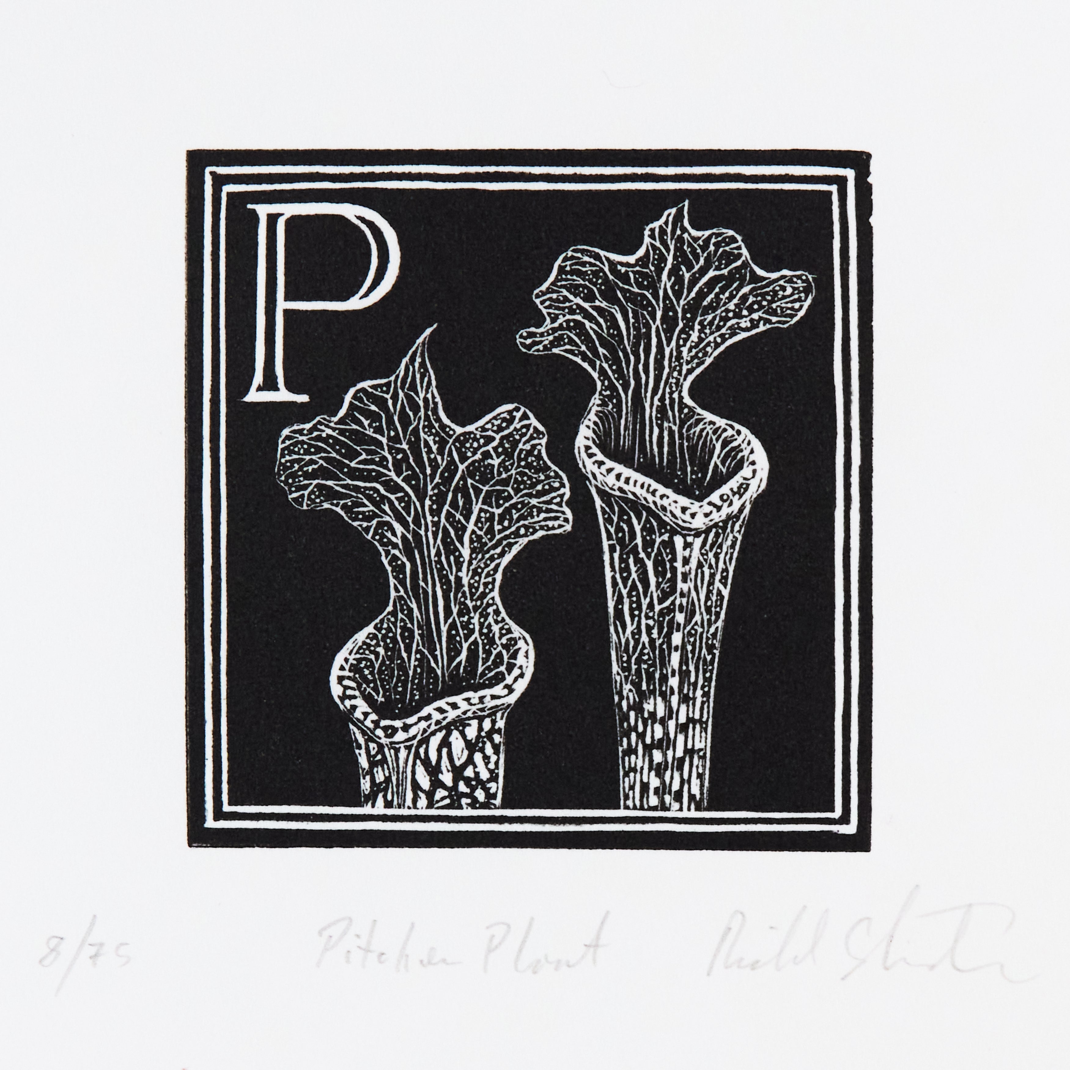 Richard Studer – P – Pitcher Plant by Richard Studer