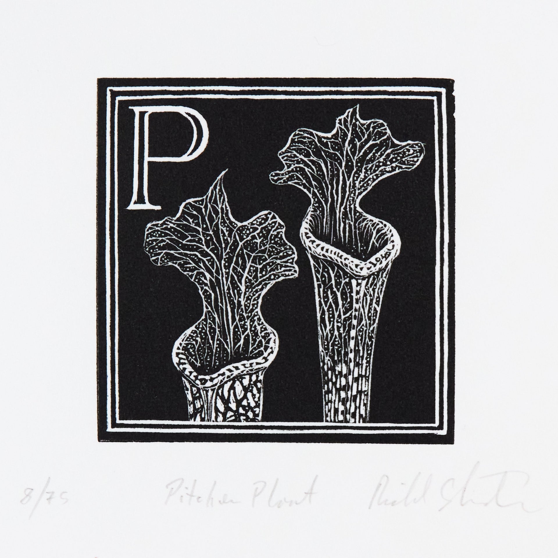 Zwei Kannenpflanzen mit geöffnetem Schlauch in quadratischer Rahmung, daneben Initiale P. Holzschnitt "P – Pitcher Plant" von Richard Studer.
