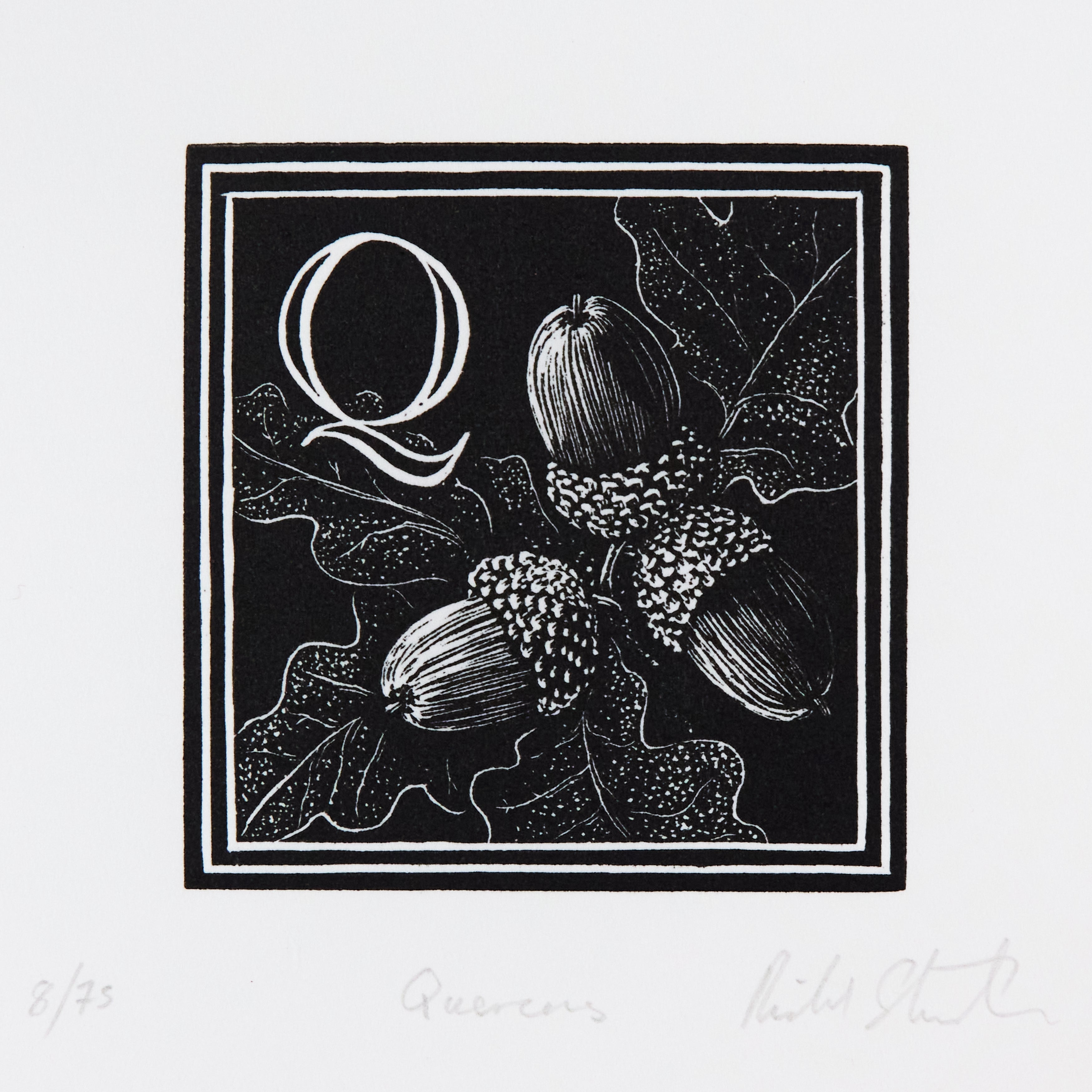 Richard Studer, Richard Studer – Q – Quercus