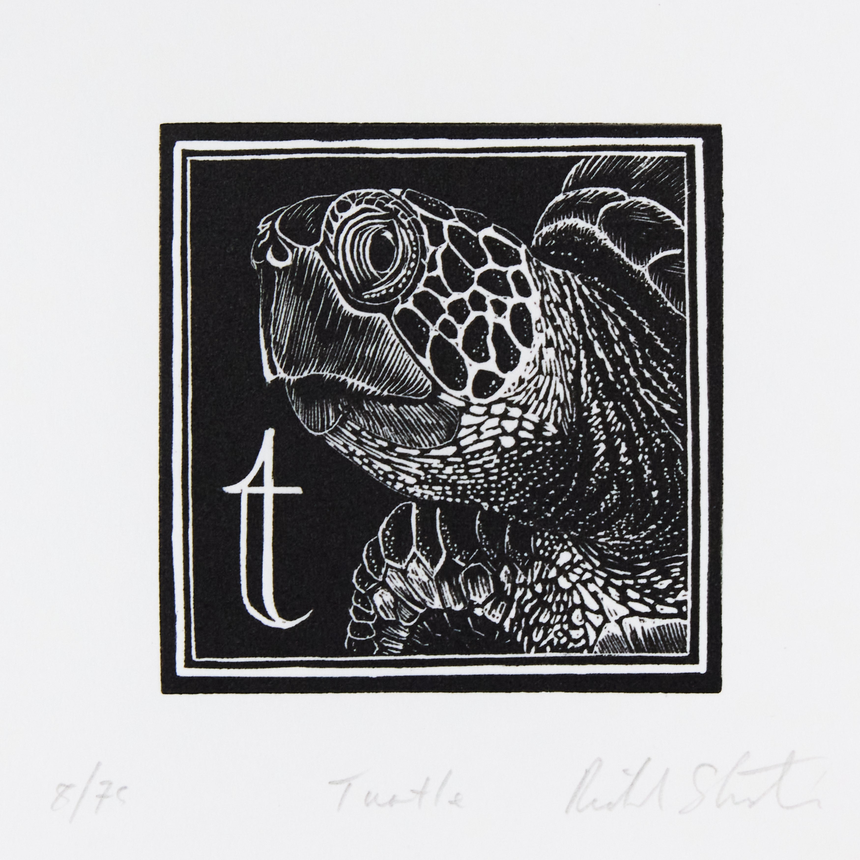 Richard Studer, Richard Studer – T – Turtle