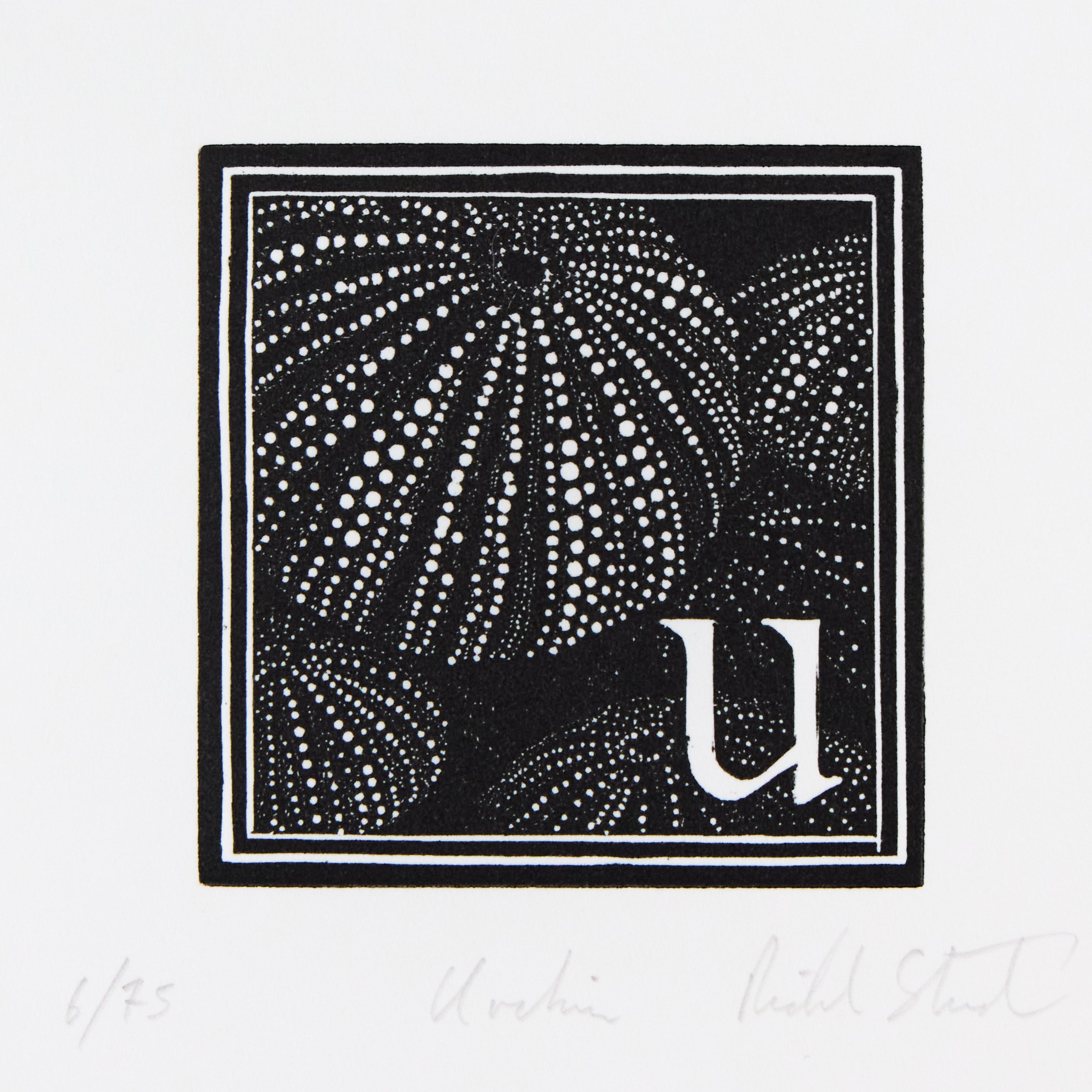 Richard Studer, Richard Studer – U – Urchin