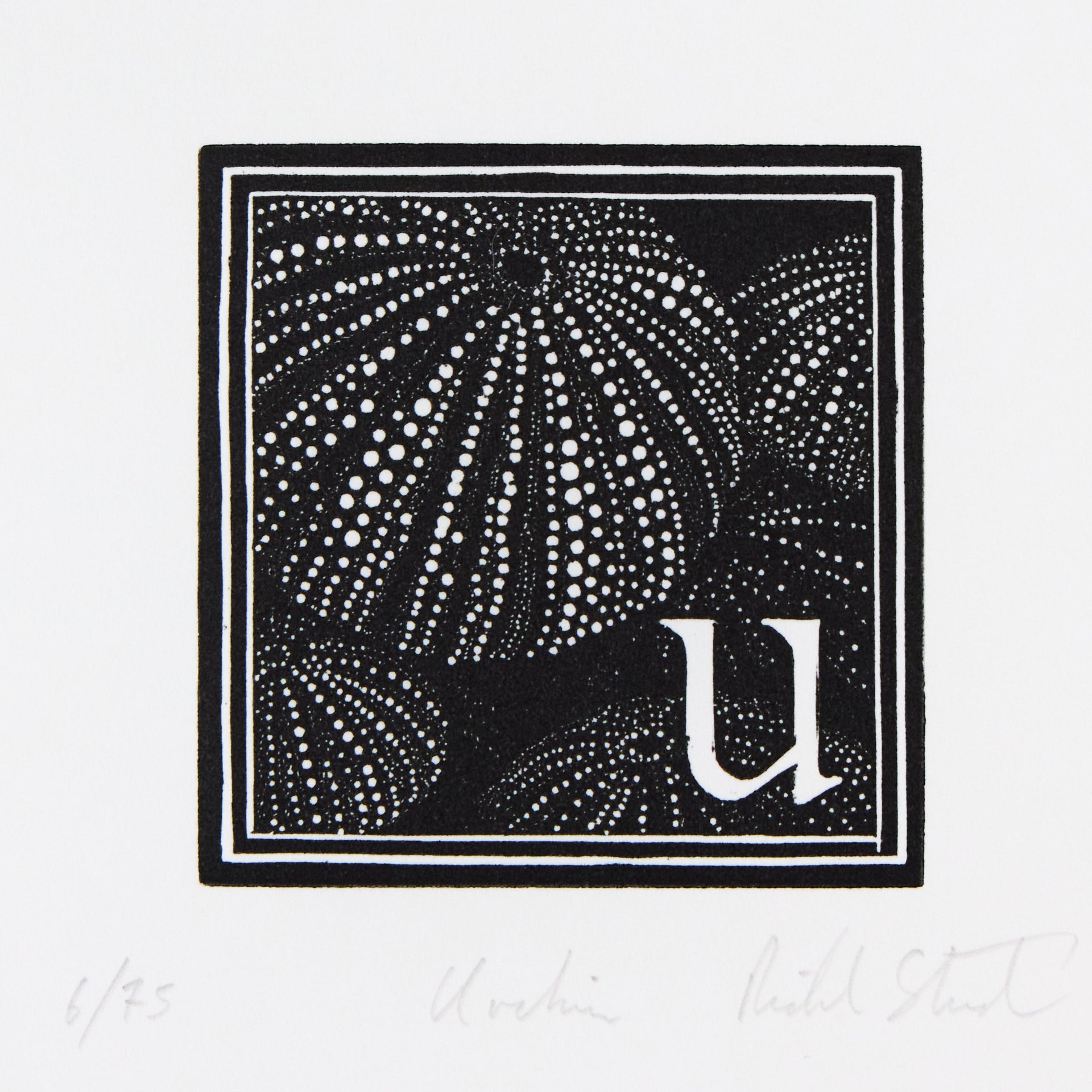Seeigel-Skelette mit punktierter Schalenstruktur in quadratischer Rahmung neben Initiale u. Holzschnitt "U – Urchin" von Richard Studer.