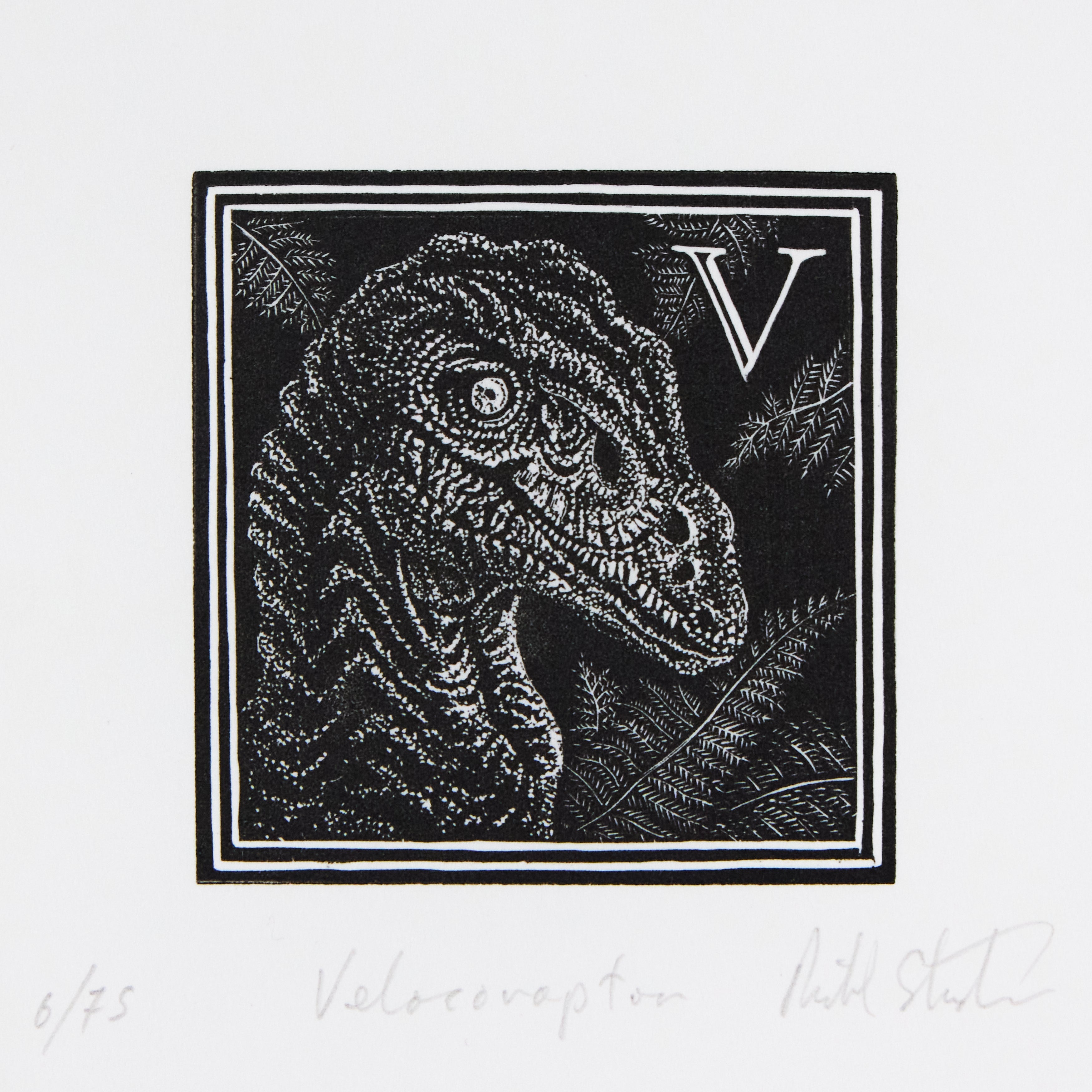 Richard Studer, Richard Studer – V – Velociraptor