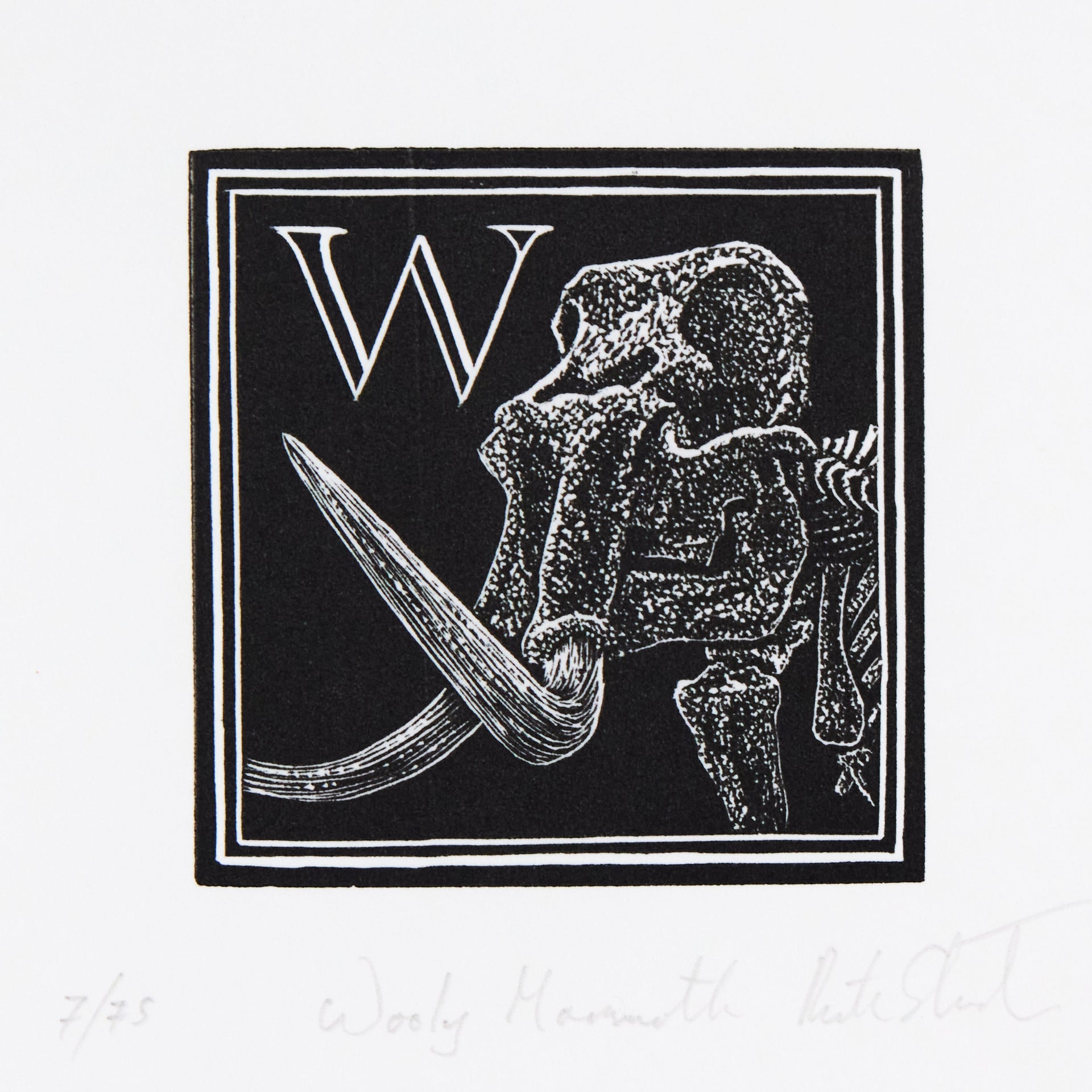 Wollhaarmammut-Skelett mit langen gebogenen Stoßzähnen neben Initiale W, in quadratischer. Holzschnitt "W – Wooly Mammoth" von Richard Studer.