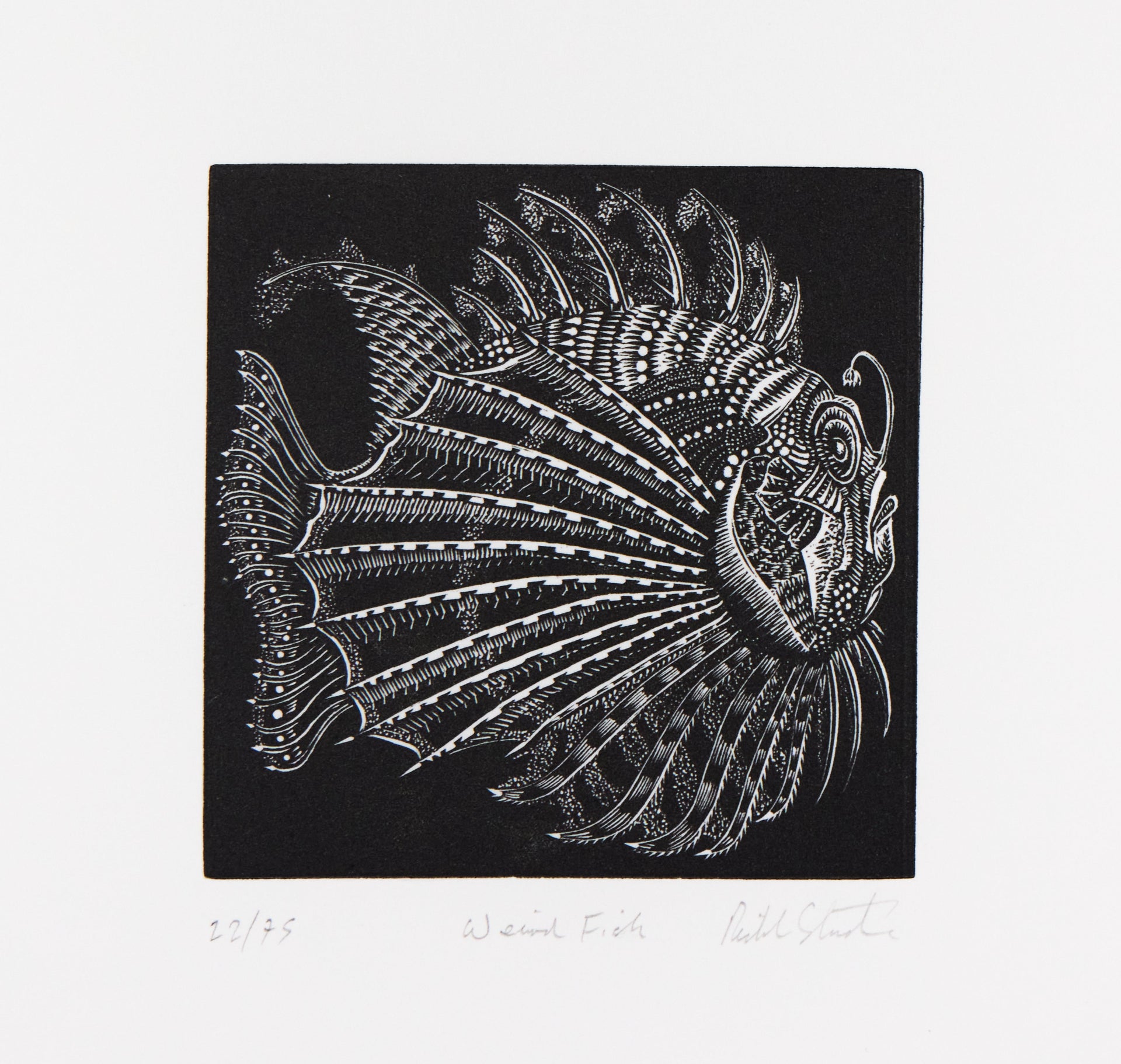 Fisch mit ausladenden gefiederten Flossen und gemusterter Haut, frei stehend ohne Rahmen. Holzschnitt "Weird Fish" von Richard Studer.