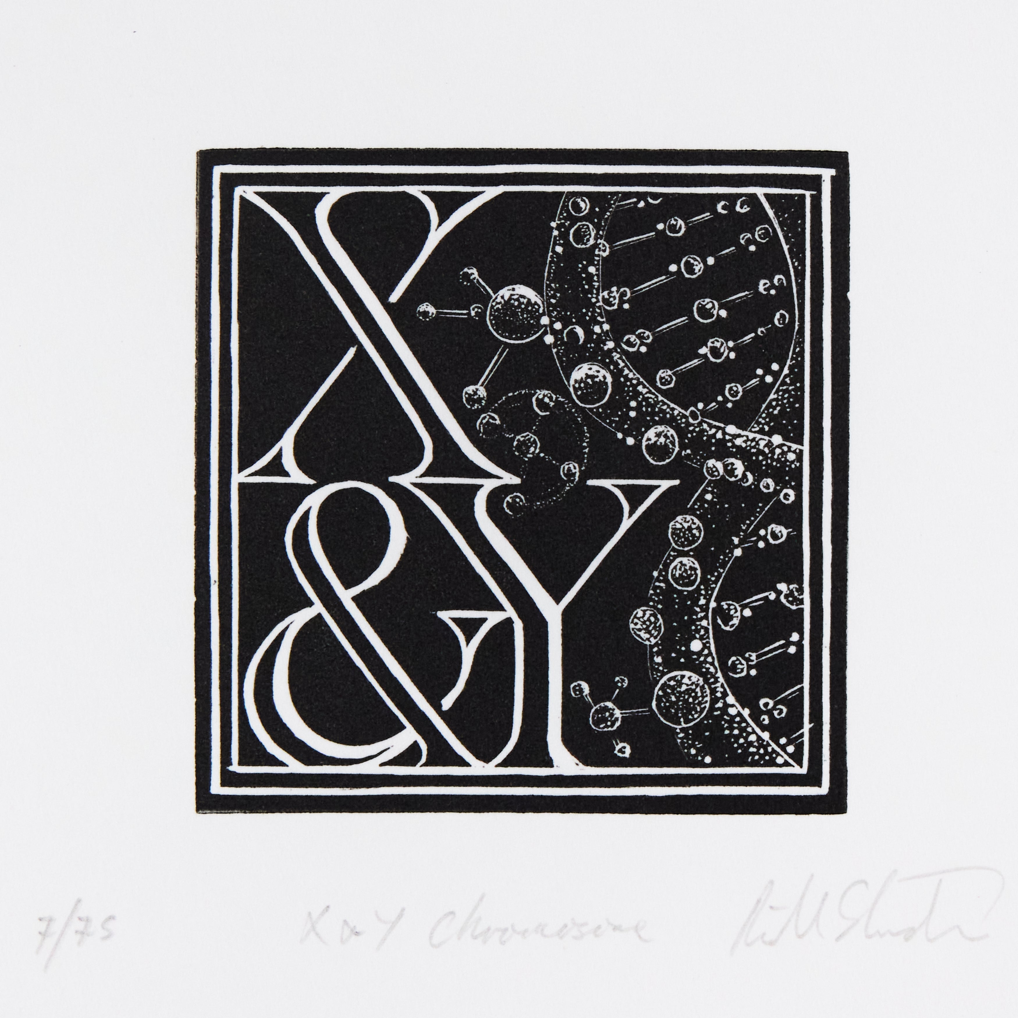 Richard Studer, Richard Studer –  X & Y – Chromosome