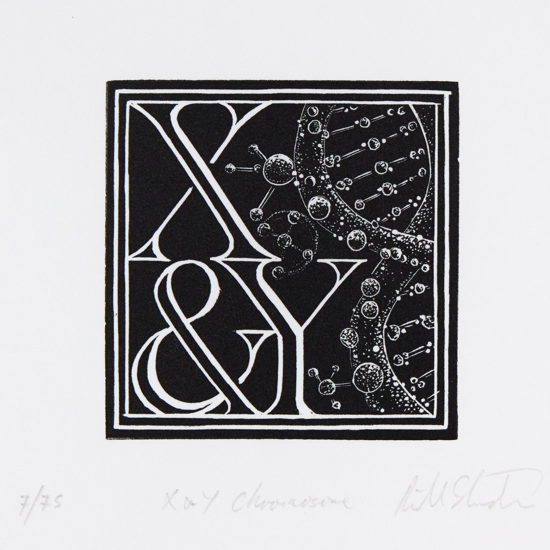 Quadratischer Schwarzweiß-Druck mit Buchstaben X und Y und schematischer DNA-Doppelhelix mit. Holzschnitt "X & Y – Chromosome" von Richard Studer.