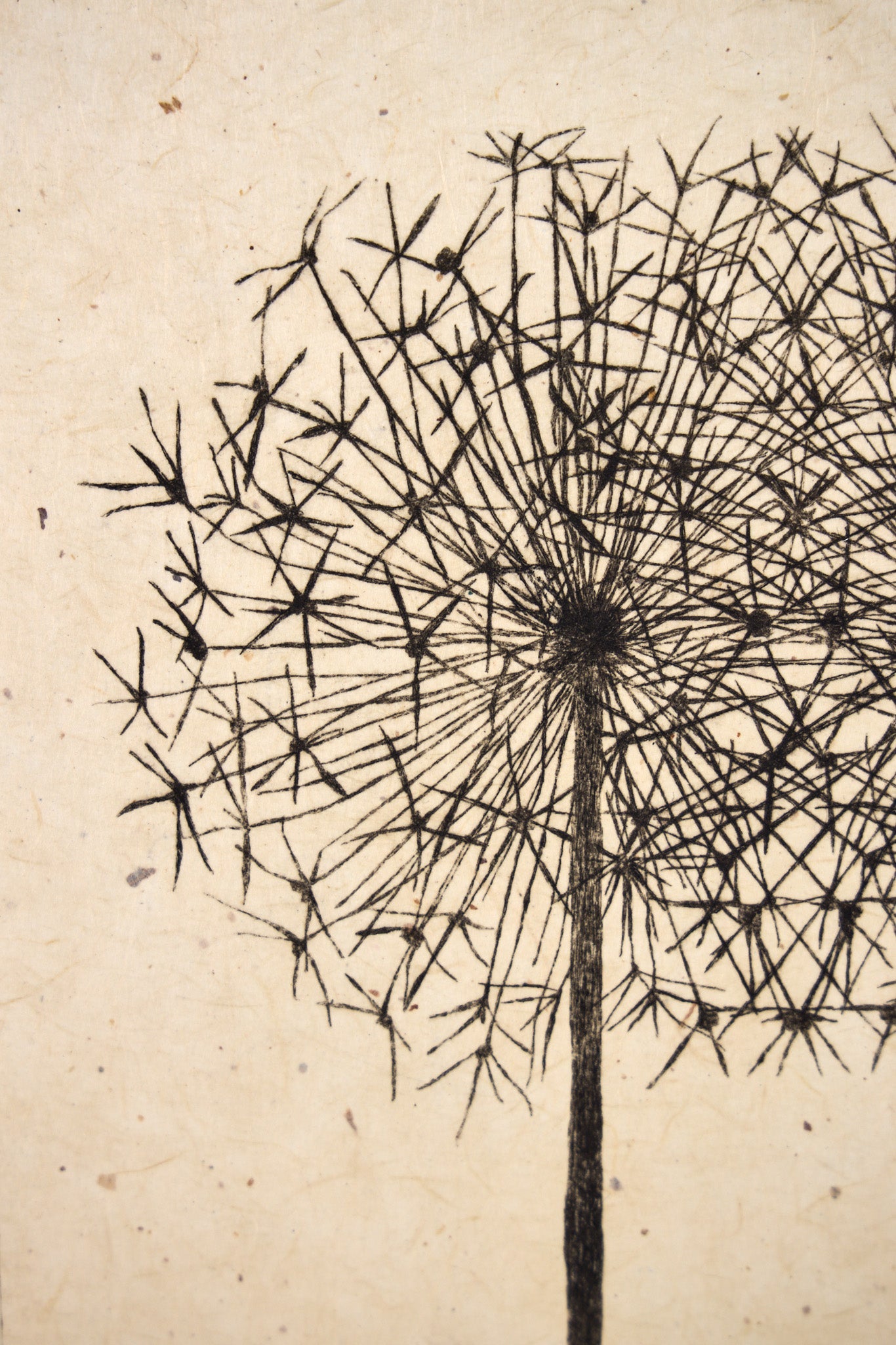 Detail: Detailansicht eines einzelnen Pusteblumen-Samenstandes mit feinen, sternförmigen Schirmen. Kaltnadel-Radierung "Allium" von Anna Francis.